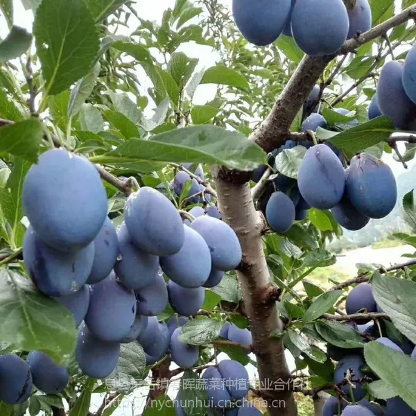 河南春晖牌西梅皇后树苗离子树苗嫁接李子树苗当年结果李子树苗南北方均可种植