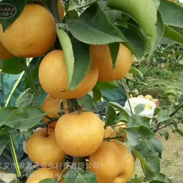 梨苗、中梨4号梨苗、雪花梨树苗一棵的价钱