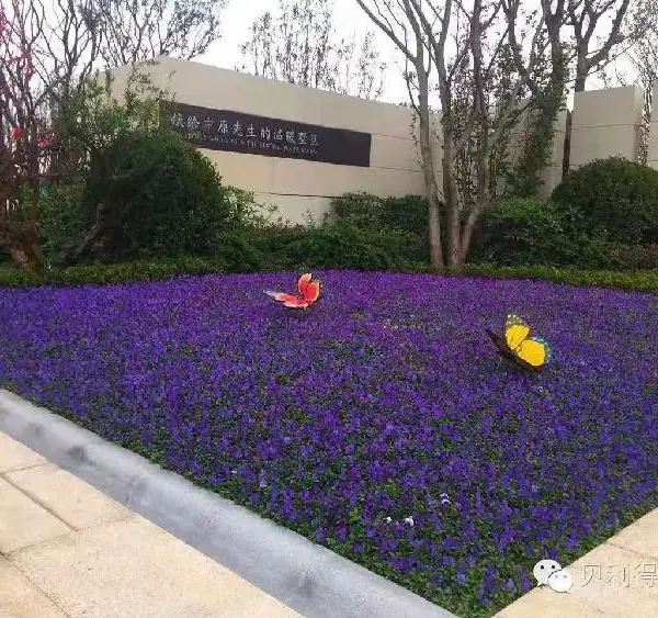 九江青州草花出售
