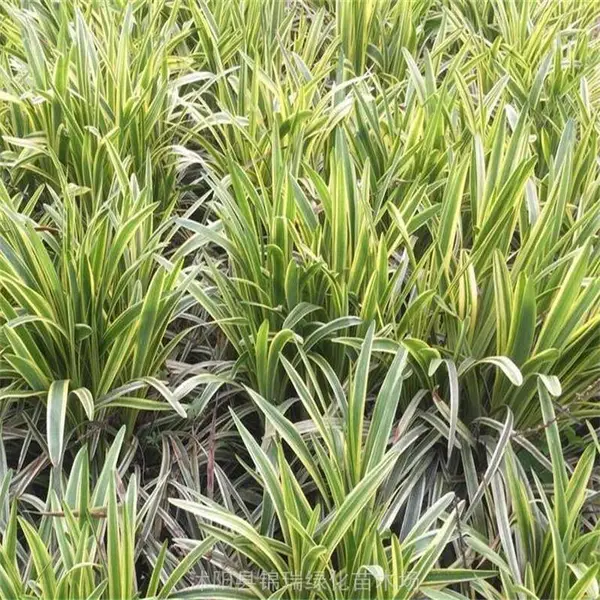 金边麦冬产地-苏北五万亩苗木基地 金边麦冬苗降价销售