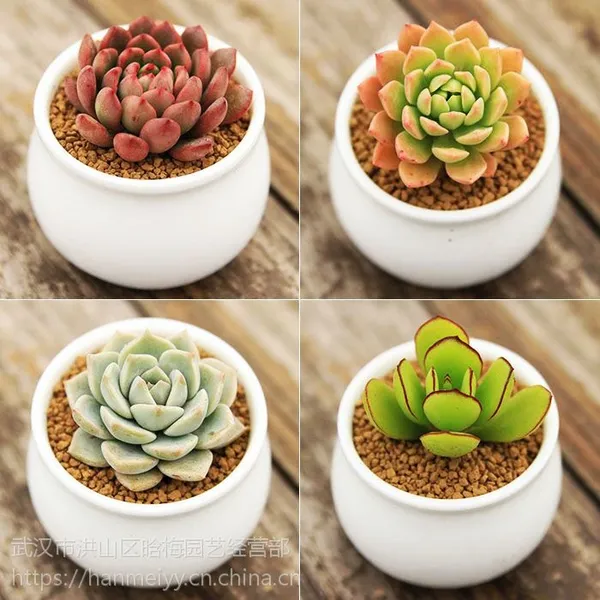 �人�̳��̻����Գ������ۣ��人ֲ���������ά������