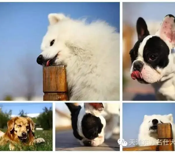 宠物狗训练多少钱-塘沽宠物狗训练-东方名仕犬类训练服务