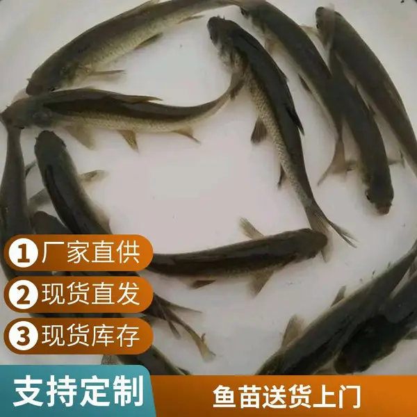 广州花都淡水黑鲩鱼苗 正宗螺丝青鱼苗 脆肉鲩鱼苗