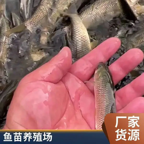 潍坊本地草鱼苗鲤鱼鱼苗养殖场鱼苗成活率高支持混养模式