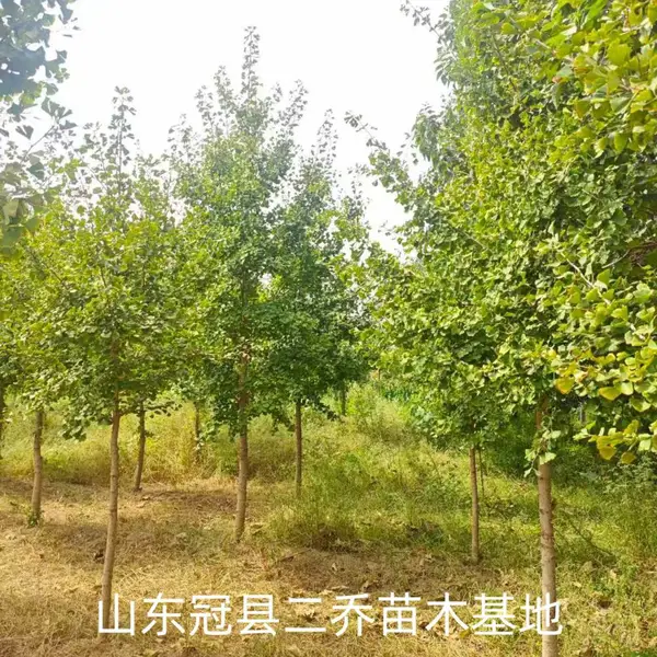8公分至10公分银杏树,聊城茌平区原生冠银杏树基地,银杏树产地报价,山东聊城银杏树