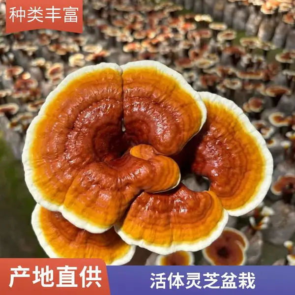 灵芝盆栽批发 鲜活灵芝盆景菌包 灵芝栽培种苗 出芝率高 基地直供