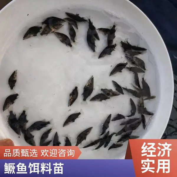 专业淡水鱼养殖 喂养成本低 水产种苗 桂花鱼苗 鳜鱼苗