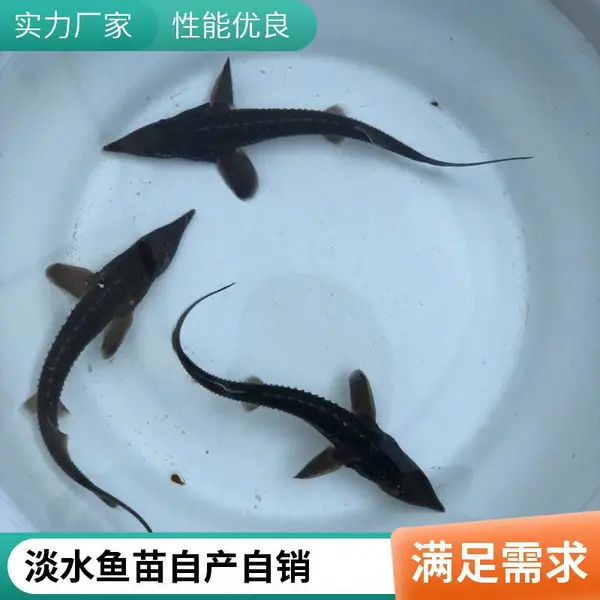 鲈鱼苗批发 鲟鱼苗种 山东潍坊本地鲈鱼苗鲟鱼苗养殖场基地直供