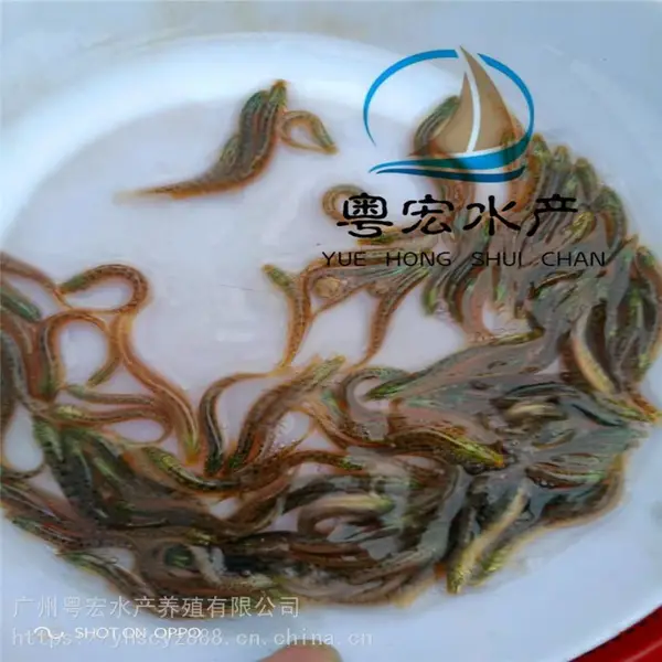 泥鳅苗品种 出售大副鳞泥鳅苗 本地剑鳅苗 埃及塘虱鱼