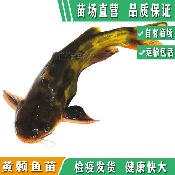 【农业水产种苗】 黄颡鱼苗 草食性草鱼苗养殖简单长速快 云丰水产基地