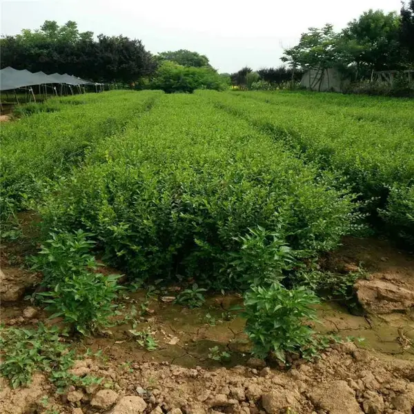 西北苗木种植繁育基地批发-爬山虎、牡丹提供苗木发票、栽植技术指导
