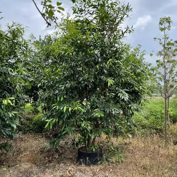 绿化景观树,大量低价出售水蒲桃工程绿化苗