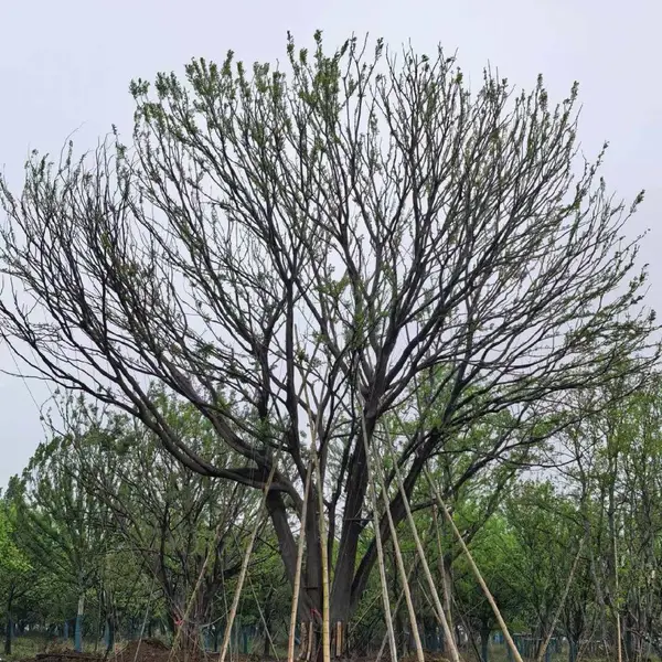 榔榆树厂家采购