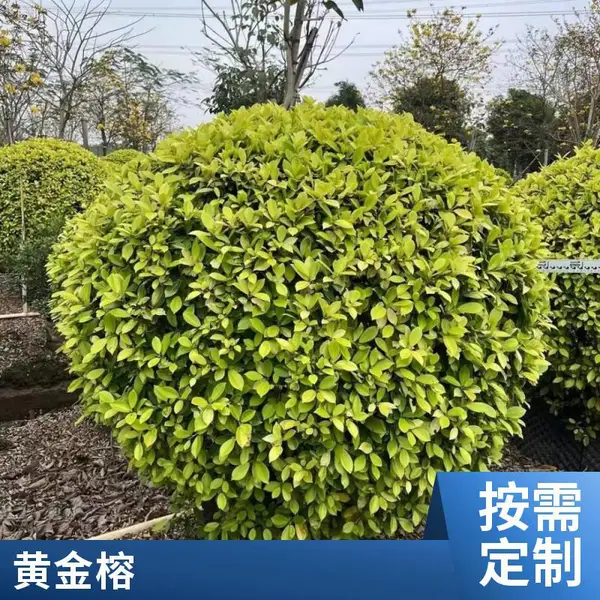 黄金榕小苗 道路绿化用地被苗 黄心榕杯苗 黄榕