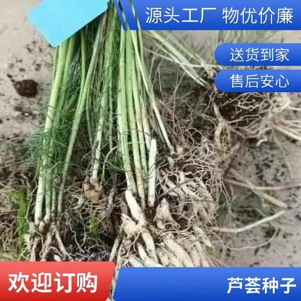 北京海淀鑫航育 6 号 F1 芦笋种子 无性系杂交 轻盐碱地沙壤土双适配种籽