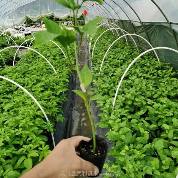 钦蜜九号百味黄金百香果嫁接苗 纯香甜无酸味