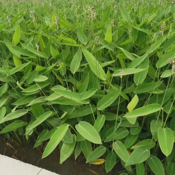 佳颖水生植物基地供应 再力花 再力花价格 水生植物再力花 水竹芋