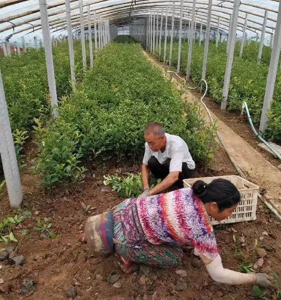 晓敏花卉欧石竹,河北保定莲池区供应欧石竹基地厂家