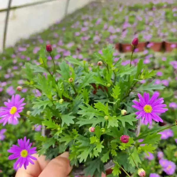 姬小菊批发 出售姬小菊双色杯苗子 四川姬小菊盆苗价格