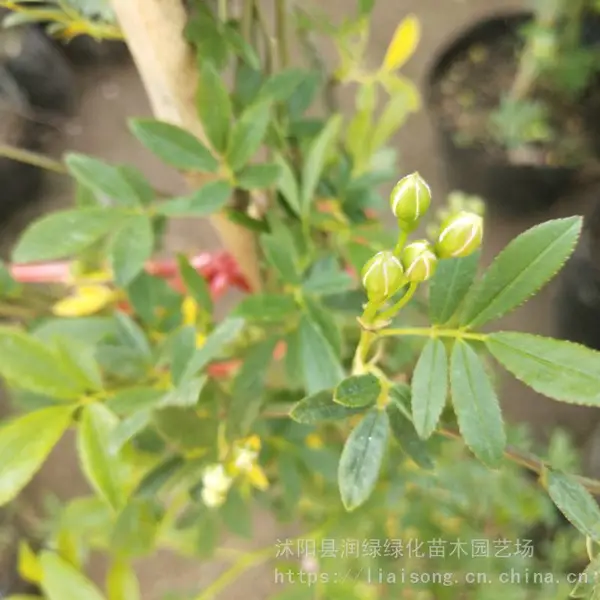 红木香 木香花苗黄木香白木香苗月季蔷薇玫瑰苗