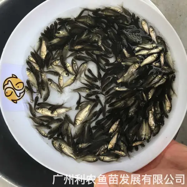 �п�5��3������������ ������Գ�һ�� ȫ������ �ͺ����
