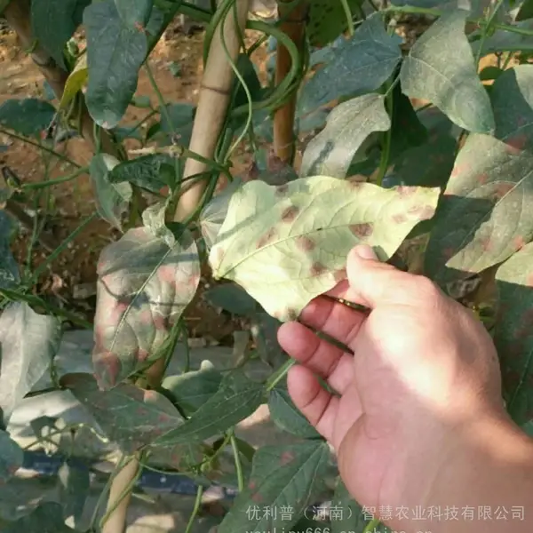 ���Ѷ�����������Ҷù��úù����Ҷ�߲��������