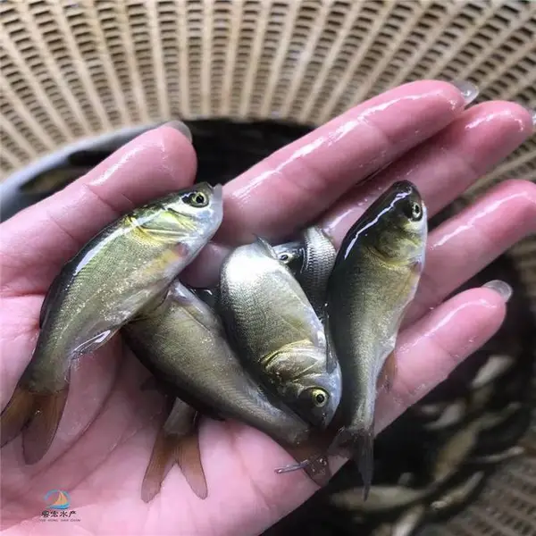 �ش�����ͷ���� ��ֳ������������ ѭ��ˮ�����Ǵ�ͷ��