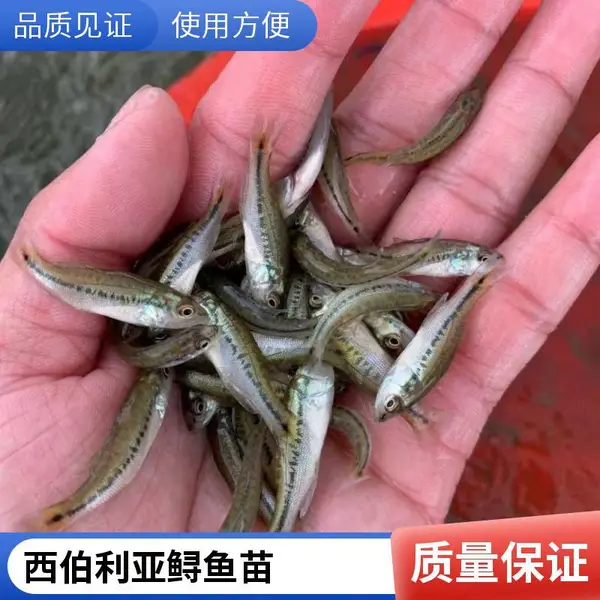 鲈鱼苗 鲟鱼苗 日照本地养殖场 复购率高 多规格 品质稳定