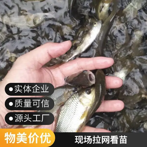 山东菏泽本地草鱼苗鲤鱼鱼苗养殖场直销 5-8公分夏花苗