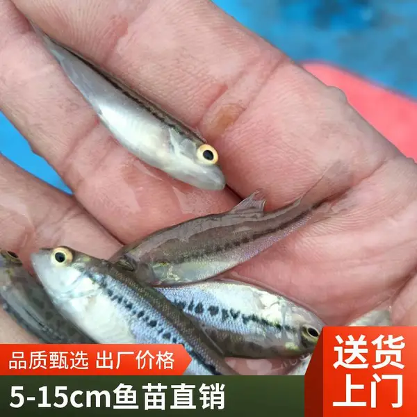 北方养鱼选山西大同朔州鲈鱼苗鲟鱼鱼苗养殖场 耐运耐放 成活好