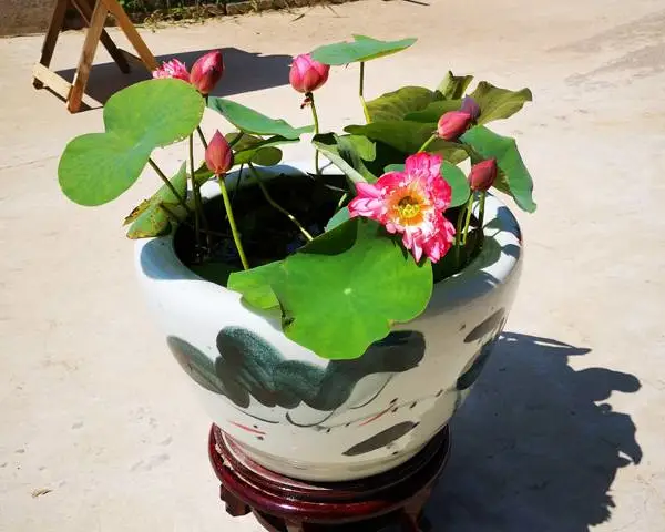 ���Ժɻ����������Ժɻ�����
