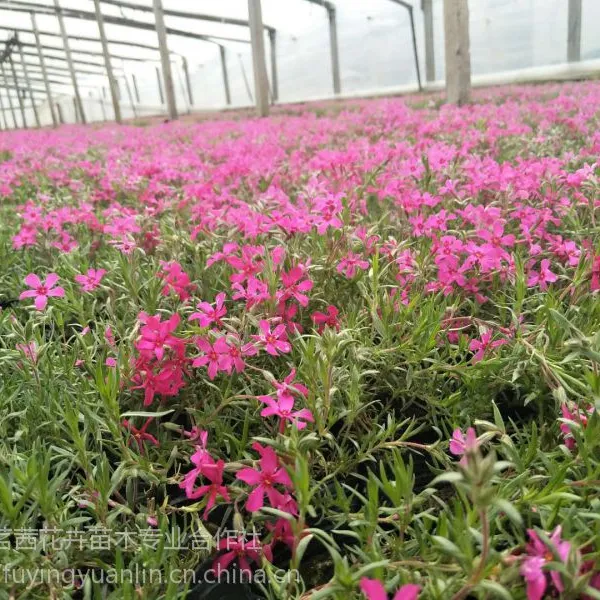 宿根花卉种类芝樱花杯苗芝樱花怎样繁殖芝樱花花海设计