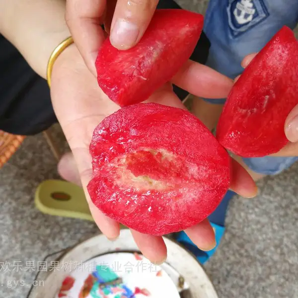 嫁接桃树苗新品种早熟晚熟血桃苗 优质血桃苗南北方均可种植 特种桃品种