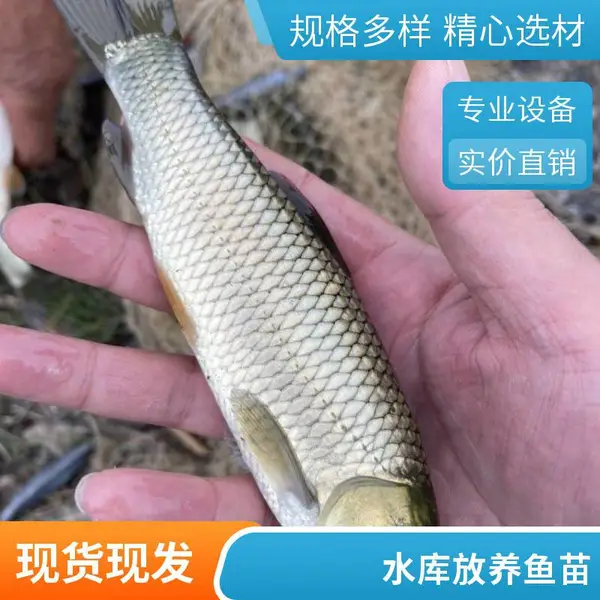 晋中吕梁草鱼苗鲤鱼苗鱼种批发养殖场直供适合各种淡水鱼塘