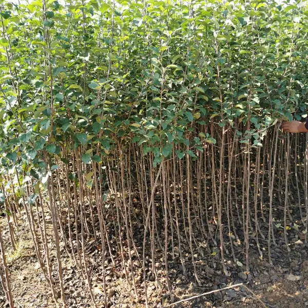 红露苹果苗哪里卖苹果苗产地直供红露苹果基地昭通苹果苗产地批发