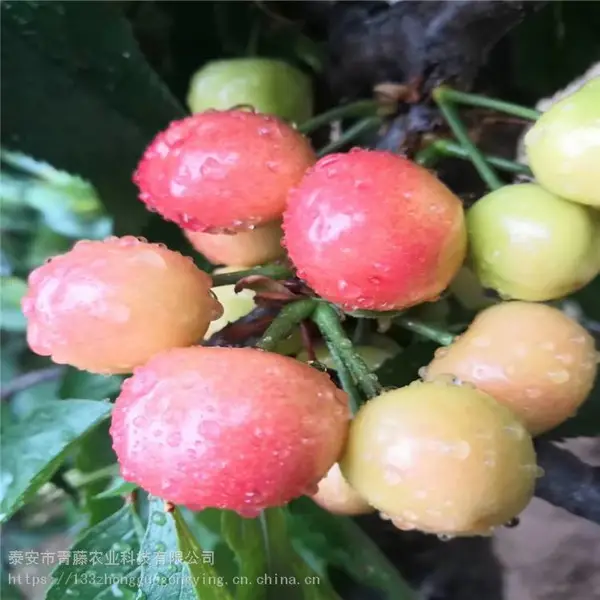 ��ӣ���� ����ũҵ ������ӣ���� ���س���