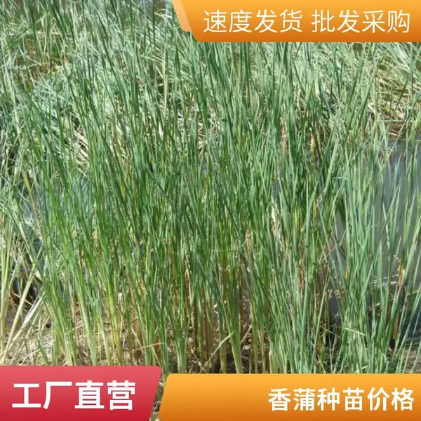 盆栽荷花 睡莲种苗 香蒲苗等适合湿地河道公园池塘种植