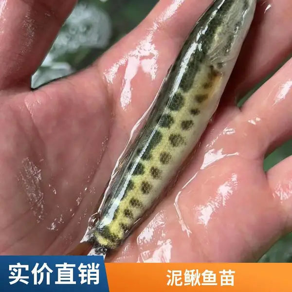 泥鳅鱼苗养殖场 黑鱼苗 山东潍坊本地 可大量供应