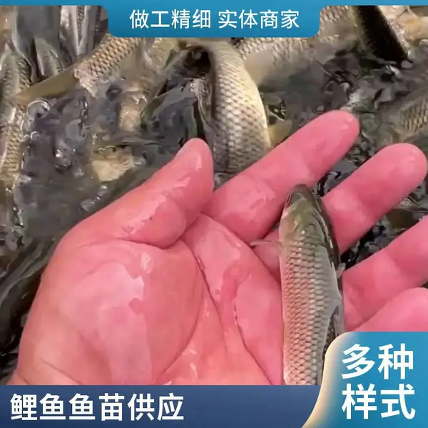 草鱼水花鲤鱼水花哪里买 山东滨州本地草鱼苗鲤鱼鱼苗养殖场