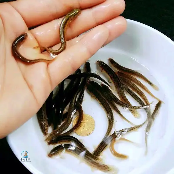 鳅鱼苗3-6厘米 采购钢鳅鱼苗 中华刺鳅鱼苗供应寸苗水花