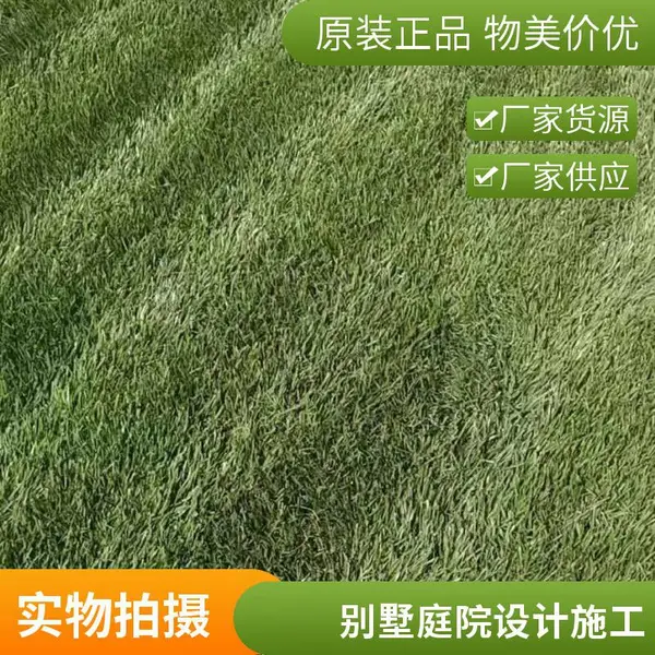户外草坪铺装混播草坪家庭花园设计家庭庭院绿化施工室外怀柔