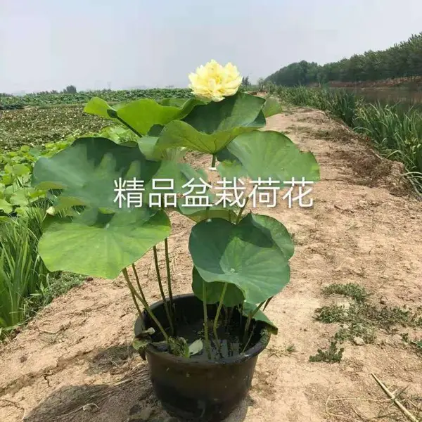 �ɻ���ź�� ��ź���� ���Ժɻ��ָ��� �ɻ���ź��