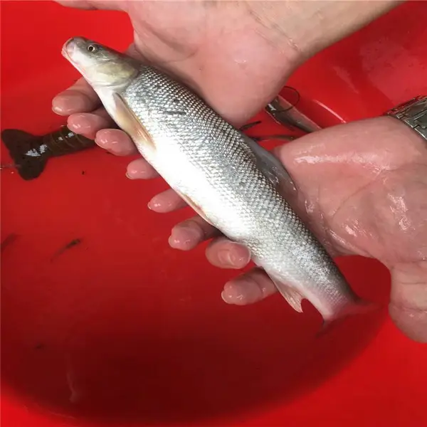 优质银鳕鱼苗 淡水养殖大鳞鲃鱼苗 生态银鳕鱼苗批发