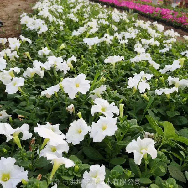 矮牵牛 又名喇叭花 适宜庭院丛植 花坛布置 观赏效果较好 节日花卉 鲜艳