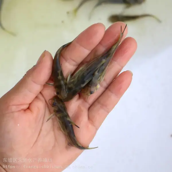 黄骨鱼苗 黄颡鱼 苗优选精品活体长势快抗病强 全国发货包邮包活
