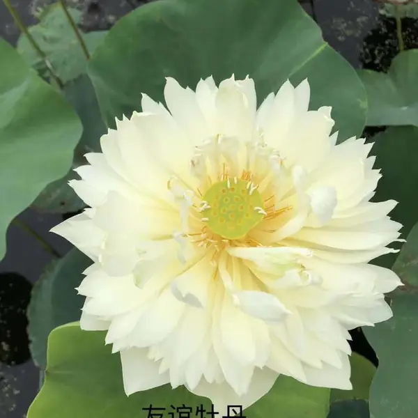 精品友谊牡丹莲荷花苗品种供应 专业种植销售二十年品种全易成活