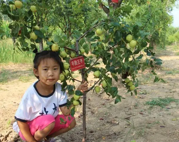 出售特大早脆王枣苗50万株(早熟新品种)