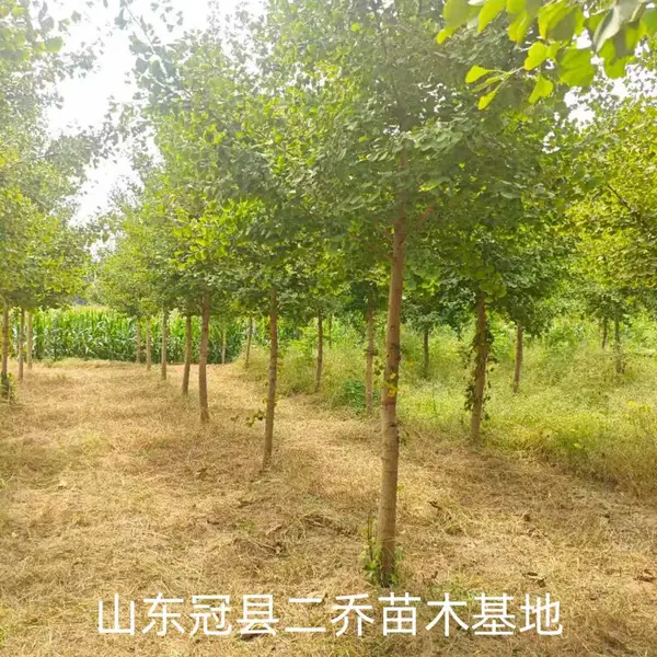 8公分至10公分银杏树,聊城莘县原生冠银杏树基地,银杏树产地报价,山东聊城银杏树