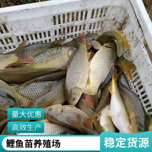 山东滨州本地草鱼苗鲤鱼鱼苗养殖场自繁自育鱼苗基地现货供应