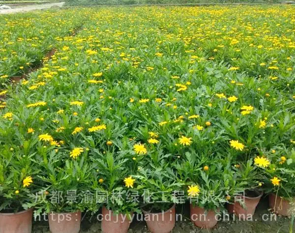 木春菊杯苗 成都木春菊基地 精品木春菊图片 工程苗地被草花供应